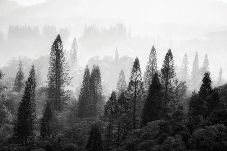 Tropical Forest by Dennis Frates wall art