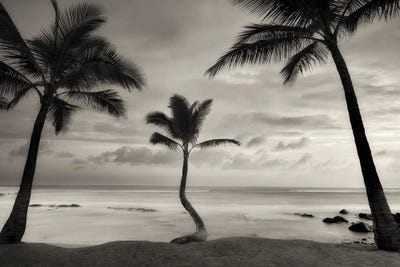 Palm Sunset by Dennis Frates canvas print