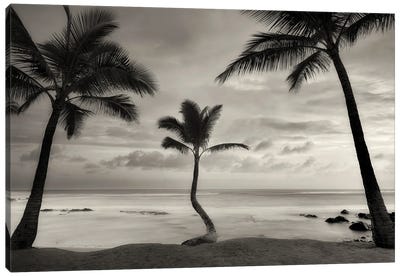 Palm Sunset Canvas Art Print - Tropical Beach Art