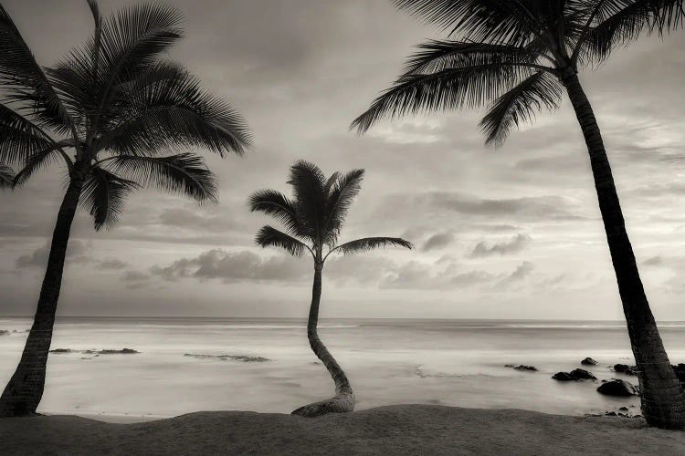 Palm Sunset by Dennis Frates wall art