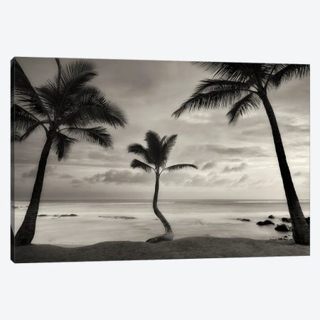 Palm Sunset Canvas Print #DEN603} by Dennis Frates Canvas Art