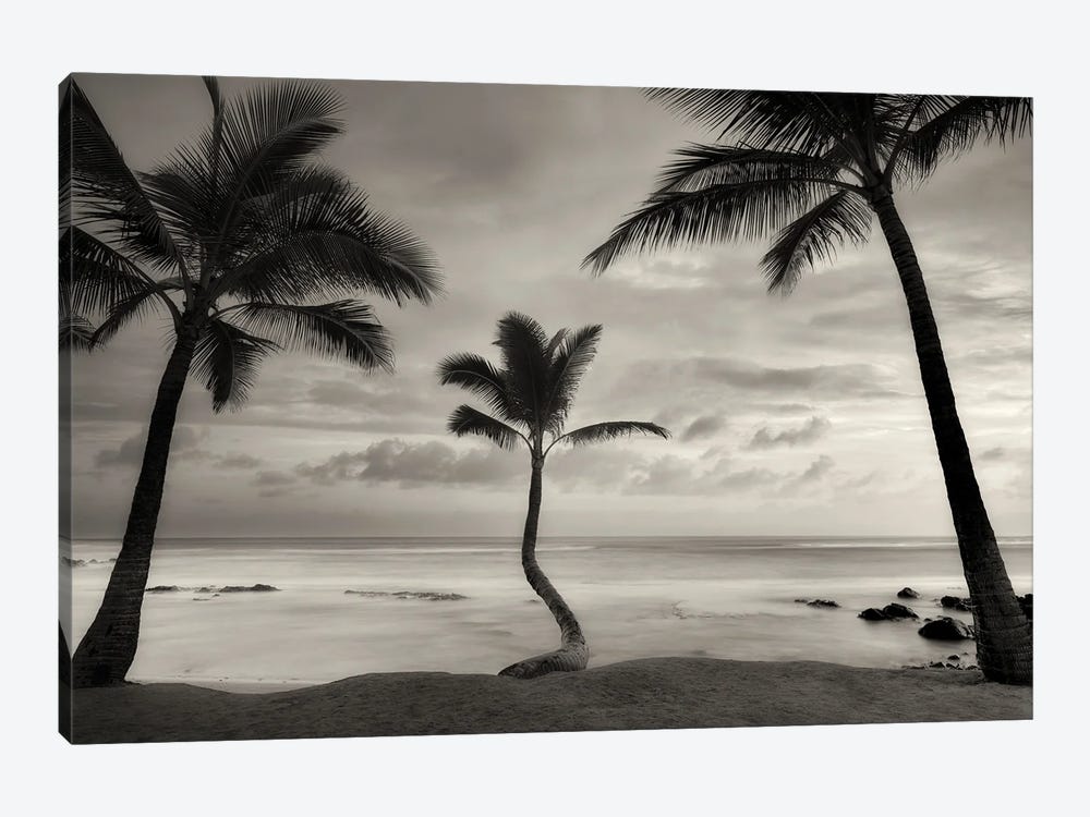 Palm Sunset by Dennis Frates 1-piece Canvas Print