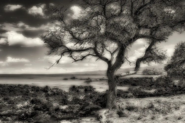 Bye The Seashore by Dennis Frates wall art