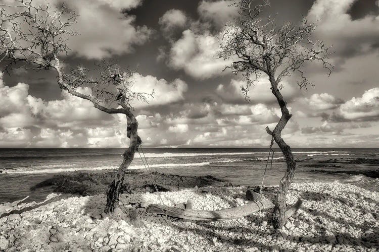 Tropical Swing by Dennis Frates wall art