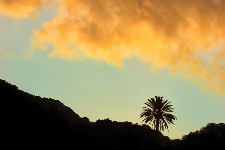 Lone Palm Sunset by Dennis Frates wall art