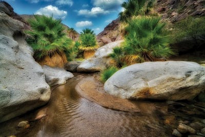 Palm Oasis by Dennis Frates canvas print