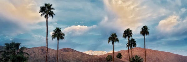 Palm Trees: Palm Desert Snowfall VI by Dennis Frates
