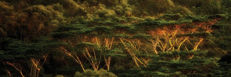 Tropical Trees