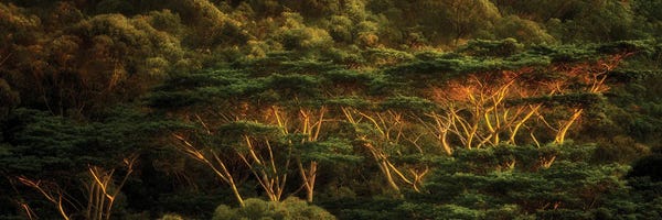 Tropical Trees