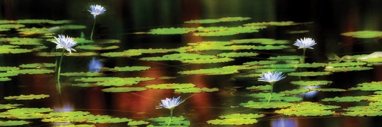 Tropical Lilies