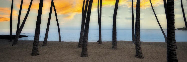 Palm Beach by Dennis Frates wall art