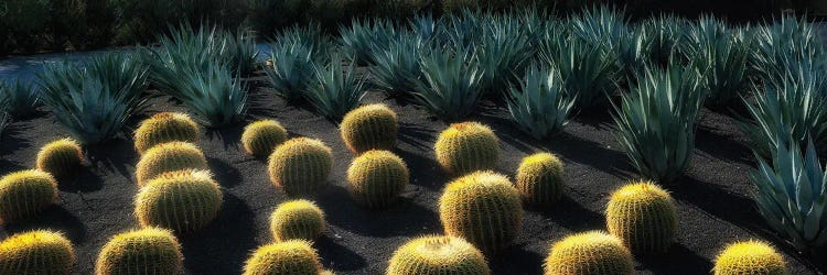 Cactus Garden