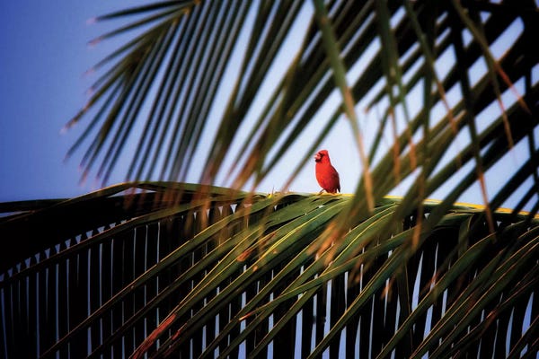 Tree Close-Ups: Cardinal Song by Dennis Frates