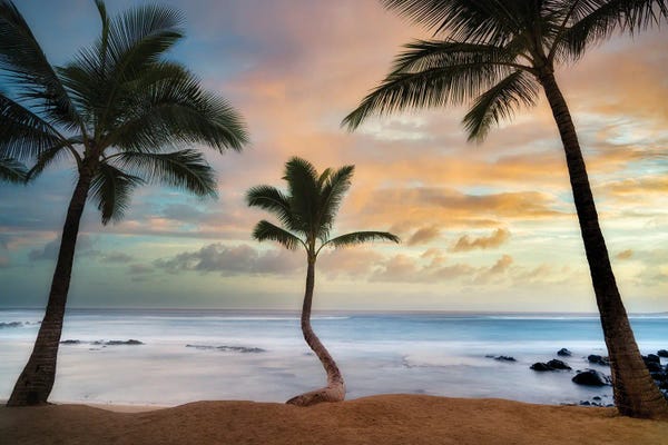 Tropical Beaches: Palm Sunrise III by Dennis Frates