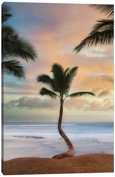 Palm Sunrise V Canvas Art Print - Dennis Frates