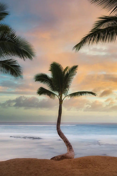 Palm Sunrise V