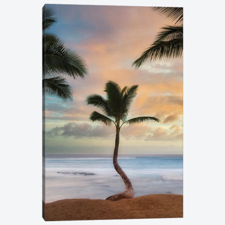 Palm Sunrise V Canvas Print #DEN669} by Dennis Frates Canvas Art