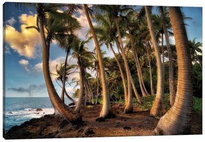 Hawaii Palms Canvas Art Print - Dennis Frates