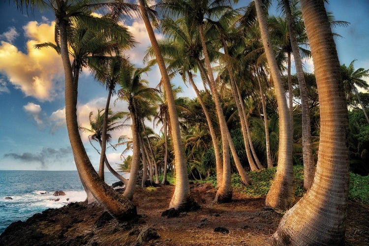 Hawaii Palms