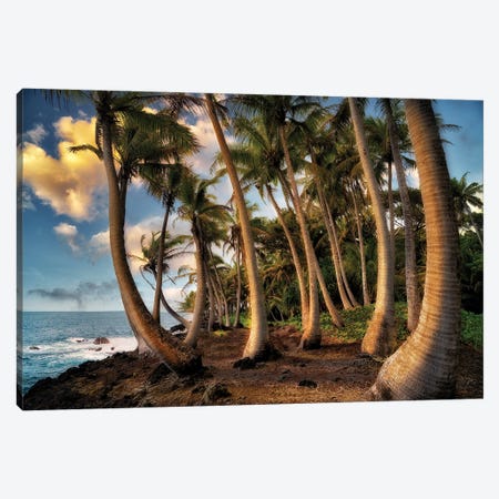 Hawaii Palms Canvas Print #DEN695} by Dennis Frates Canvas Wall Art