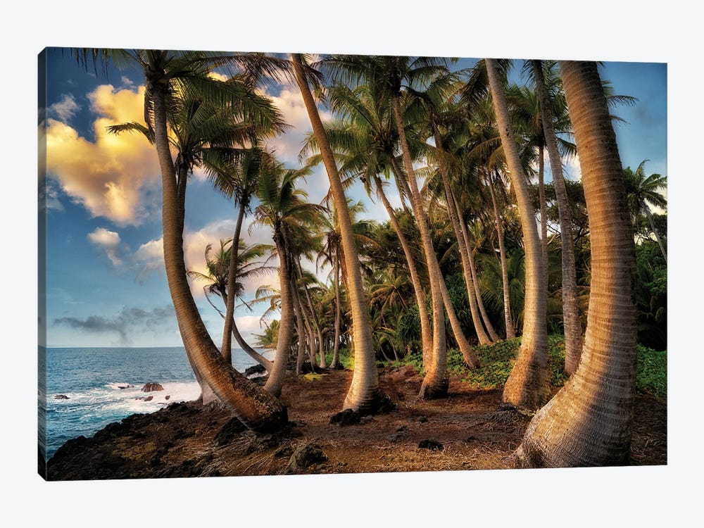 Hawaii Palms by Dennis Frates 1-piece Canvas Art