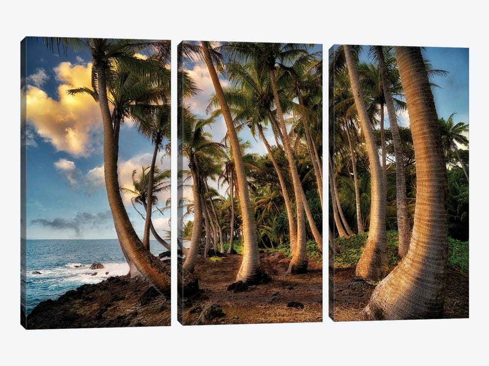 Hawaii Palms by Dennis Frates 3-piece Canvas Art