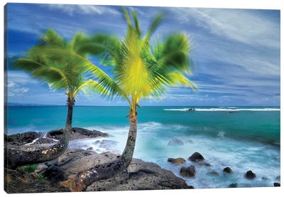 Tropical Together I Canvas Art Print - Dennis Frates