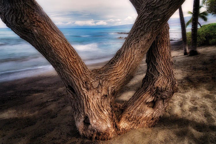 Tree On Beach by Dennis Frates wall art