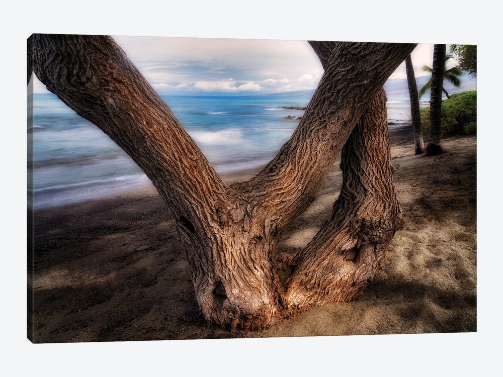 Tree On Beach by Dennis Frates 1-piece Canvas Art