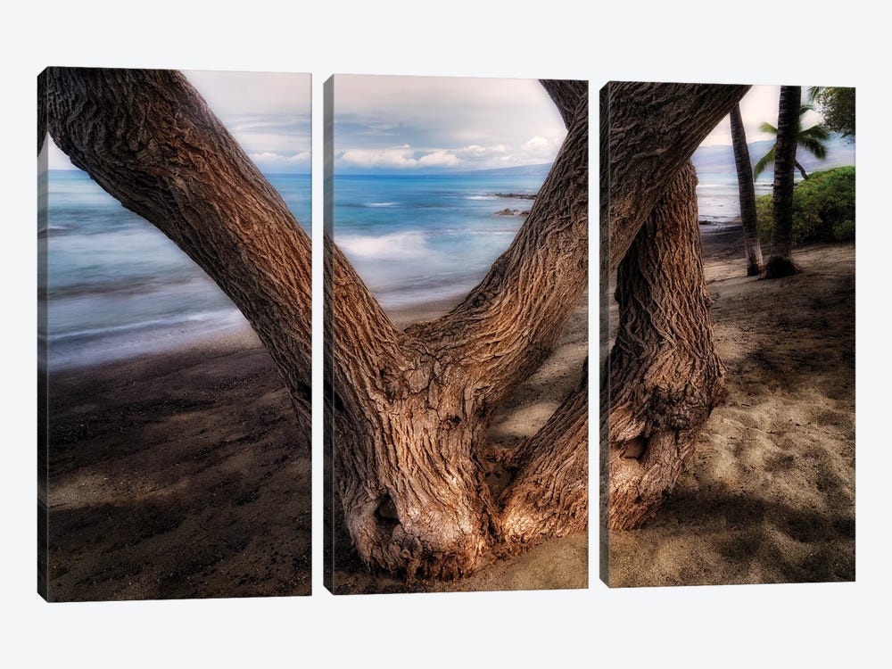 Tree On Beach by Dennis Frates 3-piece Canvas Artwork