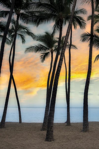 Palm Sunrise VII by Dennis Frates framed wall art