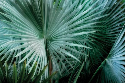 Tropical Plant by Dennis Frates canvas print