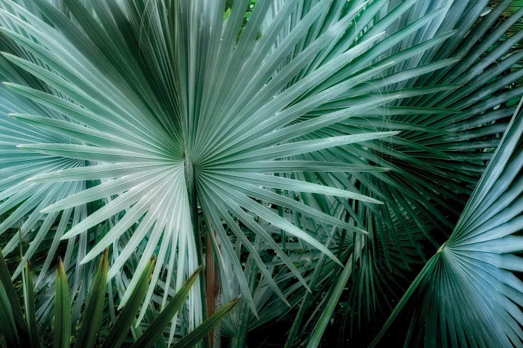 Tropical Plant by Dennis Frates wall art