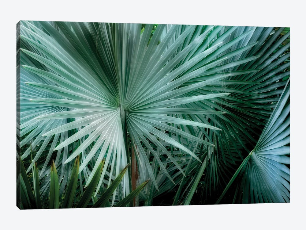 Tropical Plant by Dennis Frates 1-piece Canvas Artwork