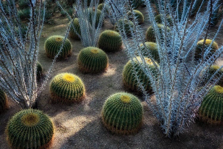 Desert Plants