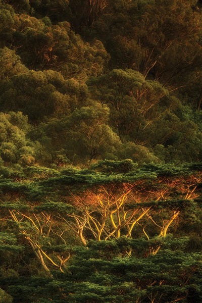 Tropical Trees II by Dennis Frates canvas print