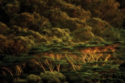 Tropical Trees III by Dennis Frates canvas print