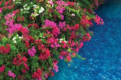 Poolside by Dennis Frates canvas print