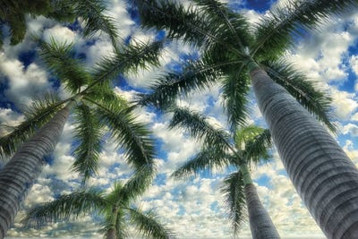 Palm Trees by Dennis Frates canvas print