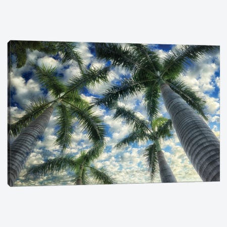 Palm Trees Canvas Print #DEN741} by Dennis Frates Art Print