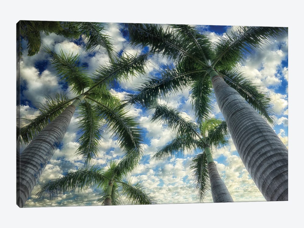 Palm Trees by Dennis Frates 1-piece Canvas Art