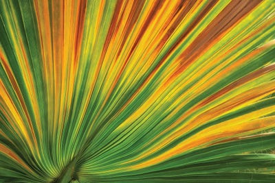 Palm Leaf by Dennis Frates canvas print