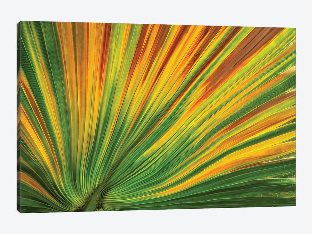 Palm Leaf by Dennis Frates 1-piece Canvas Artwork