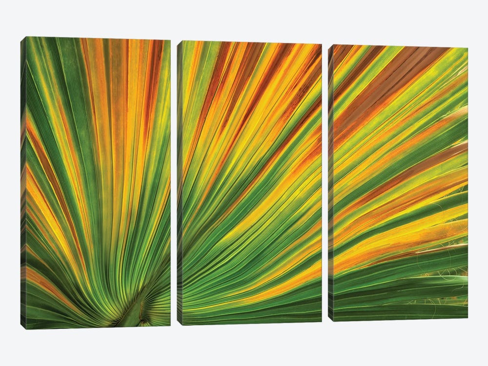 Palm Leaf by Dennis Frates 3-piece Canvas Artwork