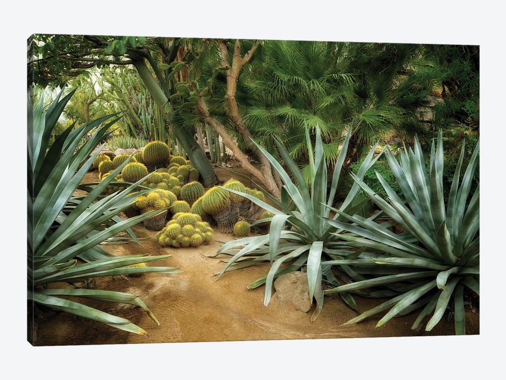 Cactus Gaden II by Dennis Frates 1-piece Canvas Artwork
