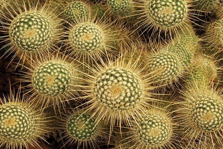 Cactus by Dennis Frates wall art