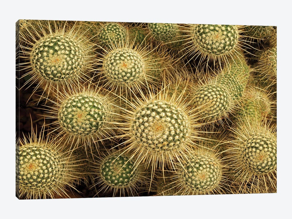 Cactus by Dennis Frates 1-piece Canvas Print
