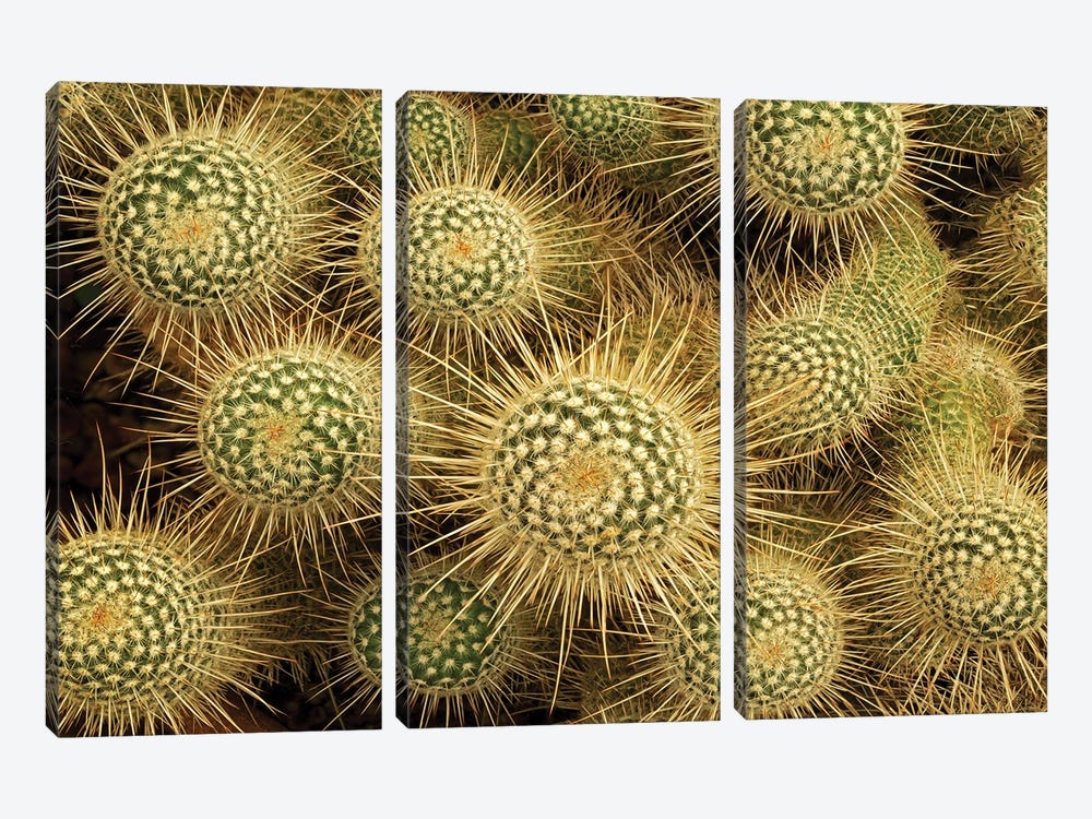 Cactus by Dennis Frates 3-piece Canvas Print
