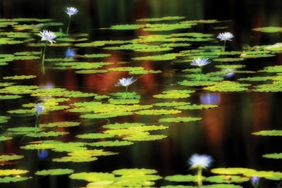 Tropical Lilies II by Dennis Frates canvas print