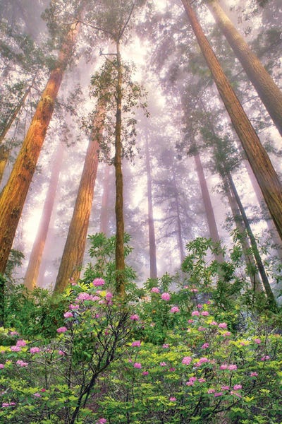 Redwood Trees: Redwood Sunrise by Dennis Frates